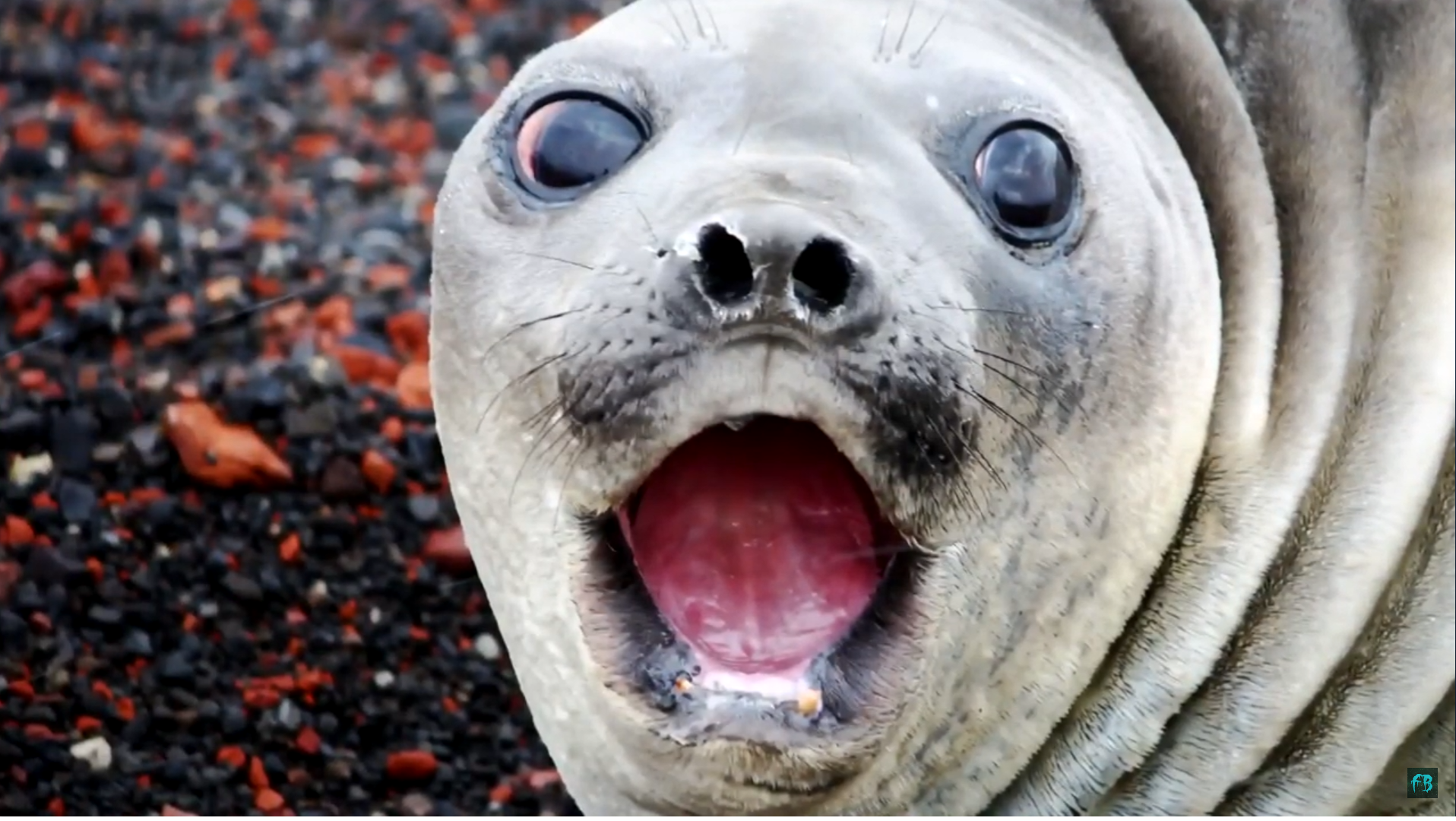 High Quality Surprised Seal Blank Meme Template