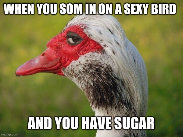 WHEN YOU SOM IN ON A SEXY BIRD; AND YOU HAVE SUGAR | made w/ Imgflip meme maker