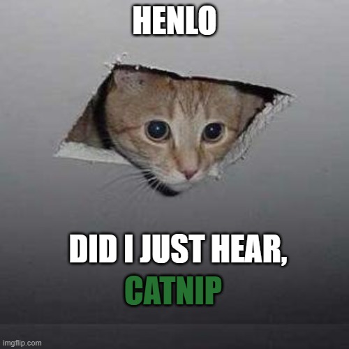 njfdslduiasoagfvnpOngdfLJPaituid ashdaa.saydgbcauishn gd ahahahhahahahh | HENLO; DID I JUST HEAR, CATNIP | image tagged in memes,ceiling cat | made w/ Imgflip meme maker