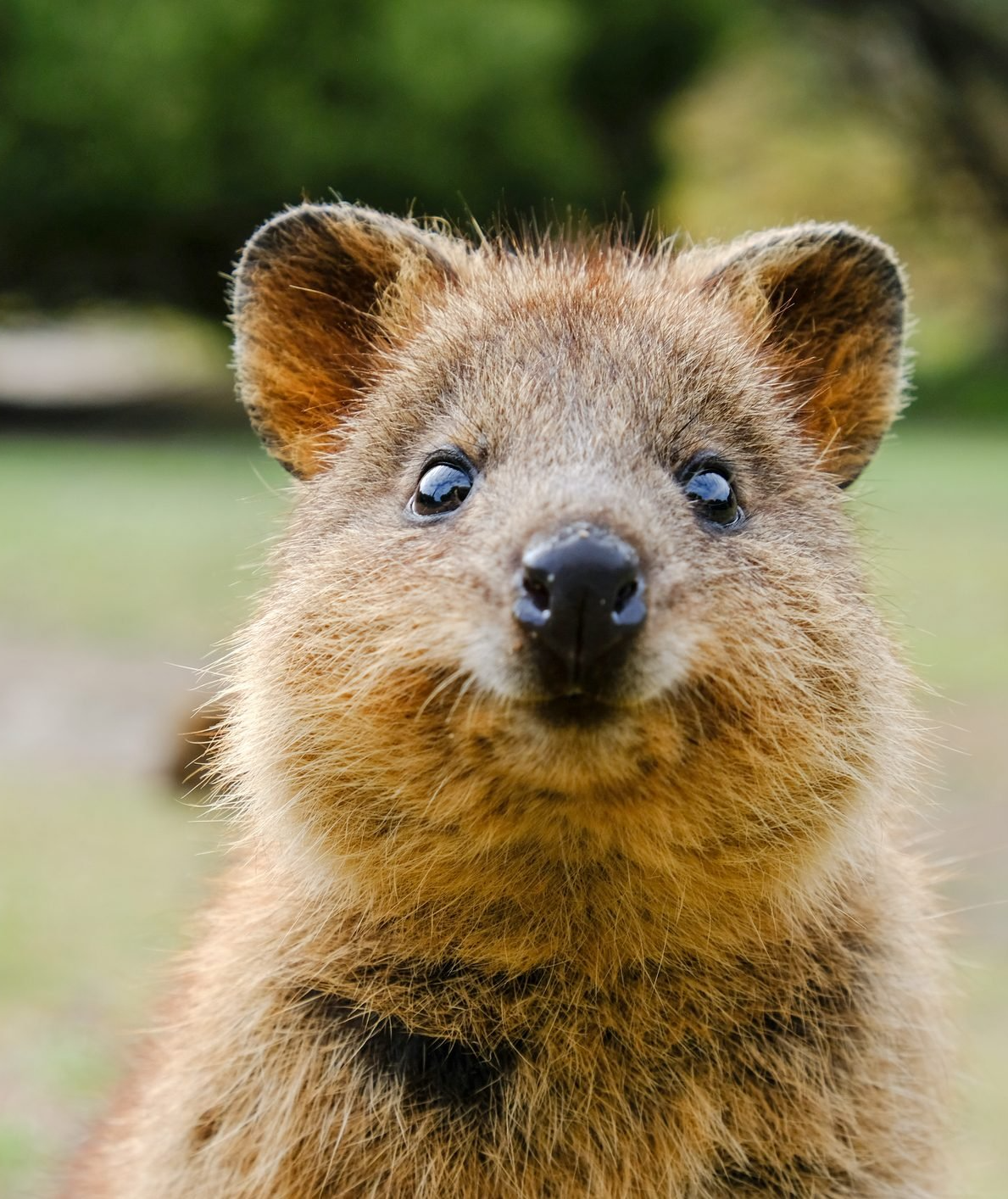 Cute quokka Blank Meme Template