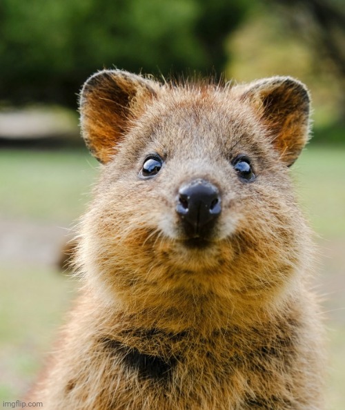 I hope this helps | image tagged in cute quokka | made w/ Imgflip meme maker