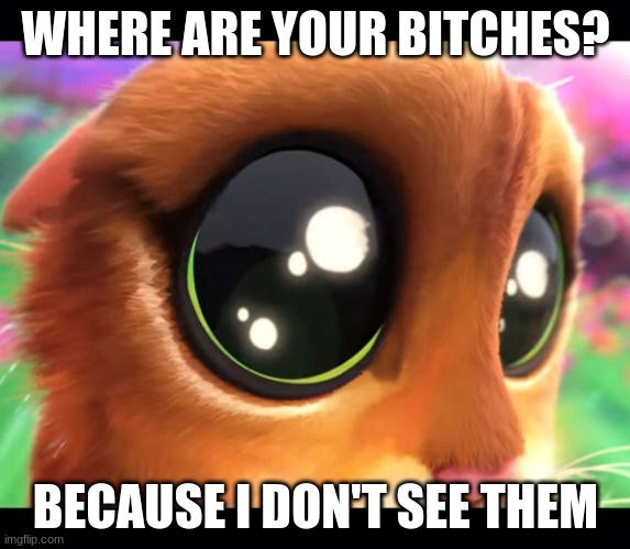 no bitches | WHERE ARE YOUR BITCHES? BECAUSE I DON'T SEE THEM | image tagged in puss stare | made w/ Imgflip meme maker