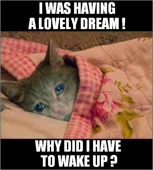I Can Relate To This Cat ! | I WAS HAVING A LOVELY DREAM ! WHY DID I HAVE
 TO WAKE UP ? | image tagged in cats,sad cat,dreams,why | made w/ Imgflip meme maker