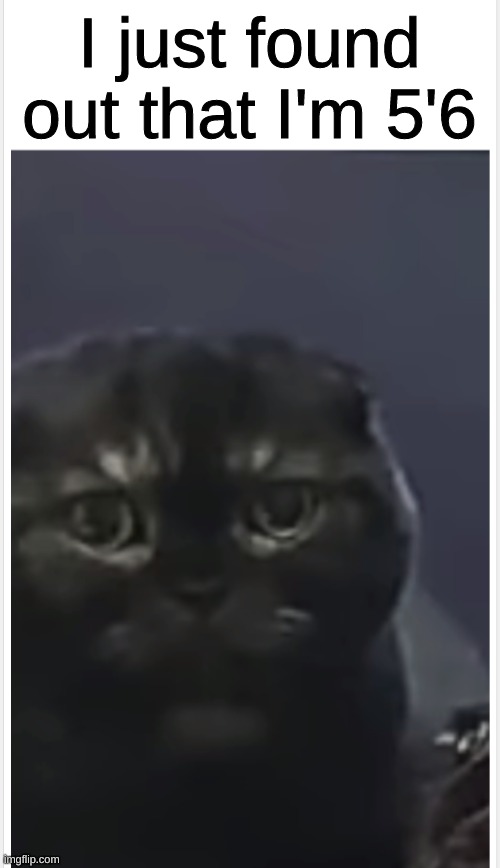 and I'm 14 | I just found out that I'm 5'6 | image tagged in debt cat with caption | made w/ Imgflip meme maker