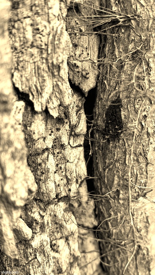 same picture of a tree i took but edited. | image tagged in edited picture | made w/ Imgflip meme maker