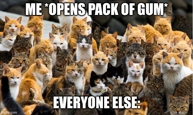 GivE Us tHe GuM | ME *OPENS PACK OF GUM*; EVERYONE ELSE: | image tagged in cat,gum | made w/ Imgflip meme maker