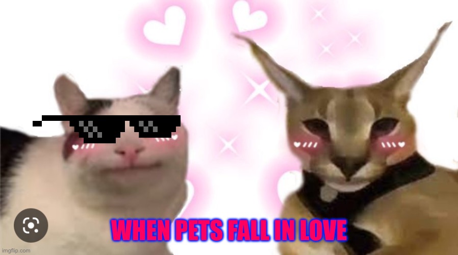 Hecker and Beluga | WHEN PETS FALL IN LOVE | image tagged in hecker and beluga | made w/ Imgflip meme maker