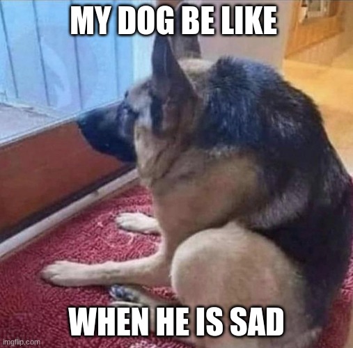 what the dog doin | MY DOG BE LIKE; WHEN HE IS SAD | image tagged in what the dog doin | made w/ Imgflip meme maker