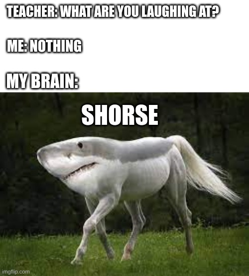The Great Beautiful SHORSE | TEACHER: WHAT ARE YOU LAUGHING AT? ME: NOTHING; MY BRAIN:; SHORSE | image tagged in shark,horse,funny | made w/ Imgflip meme maker