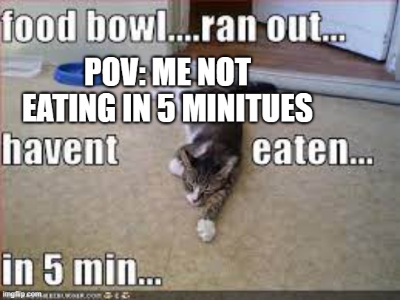 cat | POV: ME NOT EATING IN 5 MINITUES | image tagged in cat | made w/ Imgflip meme maker