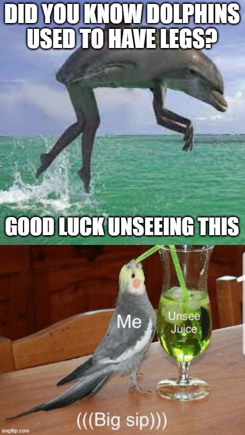 True | DID YOU KNOW DOLPHINS USED TO HAVE LEGS? GOOD LUCK UNSEEING THIS | image tagged in unsee juice,facts,never gonna give you up,never gonna let you down,never gonna run around,and desert you | made w/ Imgflip meme maker