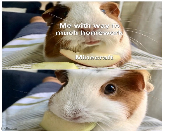 guinea pig EAT | image tagged in funny | made w/ Imgflip meme maker