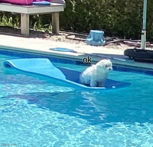 bro im just swimming here | ok | image tagged in bro im just swimming here | made w/ Imgflip meme maker
