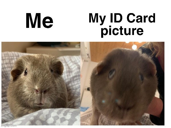 bruh r u serious rn? | image tagged in funny,guinea pig | made w/ Imgflip meme maker