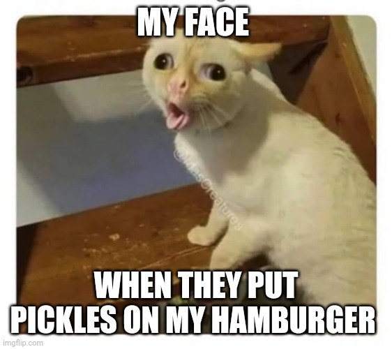 I don't like pickles on my hamburger ever!!!! | MY FACE; WHEN THEY PUT PICKLES ON MY HAMBURGER | image tagged in coughing cat | made w/ Imgflip meme maker