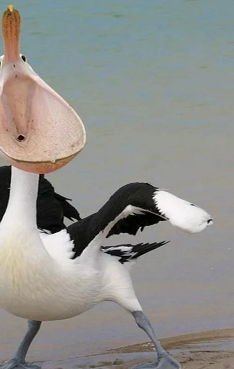 funky pelican Blank Meme Template