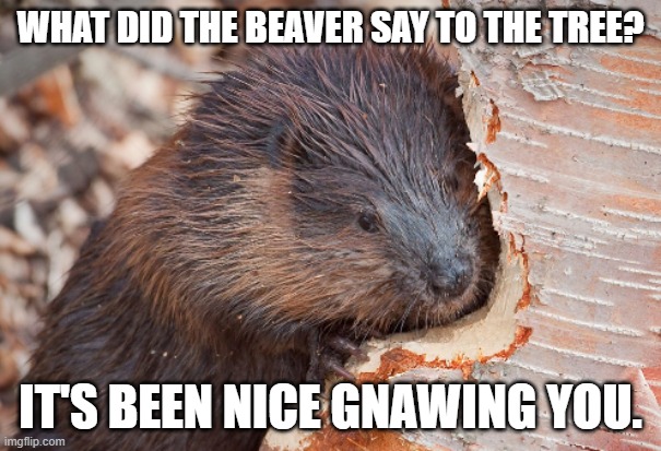 Bad Dad Joke of the Day February 12 2023 | WHAT DID THE BEAVER SAY TO THE TREE? IT'S BEEN NICE GNAWING YOU. | image tagged in beaver's art project | made w/ Imgflip meme maker