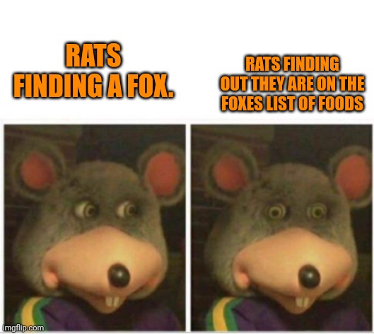 chuck e cheese rat stare | RATS FINDING A FOX. RATS FINDING OUT THEY ARE ON THE FOXES LIST OF FOODS | image tagged in chuck e cheese rat stare | made w/ Imgflip meme maker