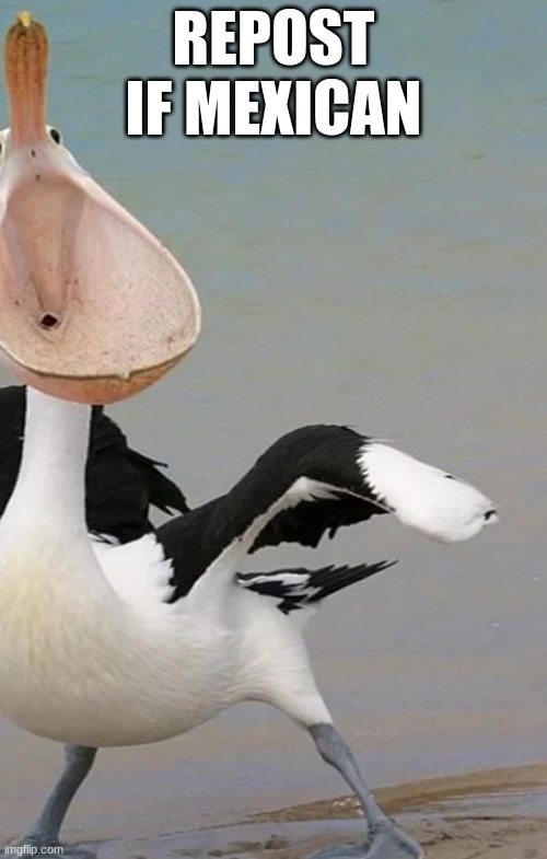 funky pelican | REPOST IF MEXICAN | image tagged in funky pelican | made w/ Imgflip meme maker