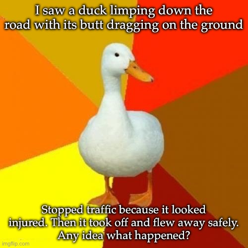 This confused me | I saw a duck limping down the road with its butt dragging on the ground; Stopped traffic because it looked injured. Then it took off and flew away safely.
Any idea what happened? | image tagged in memes,tech impaired duck | made w/ Imgflip meme maker