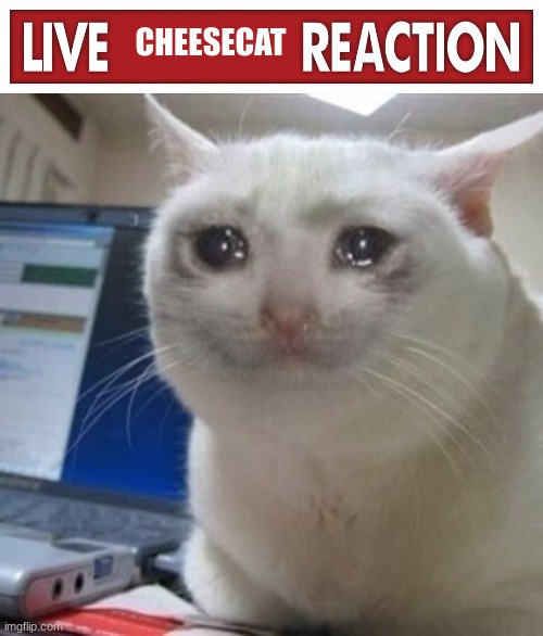live cheesecat reaction | CHEESECAT | image tagged in live x reaction,crying cat,cheesecat,send help,not nudes | made w/ Imgflip meme maker
