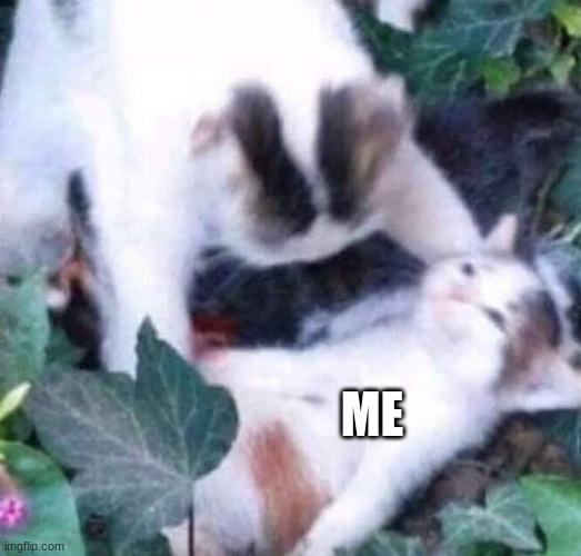 Dying cat | ME | image tagged in dying cat | made w/ Imgflip meme maker