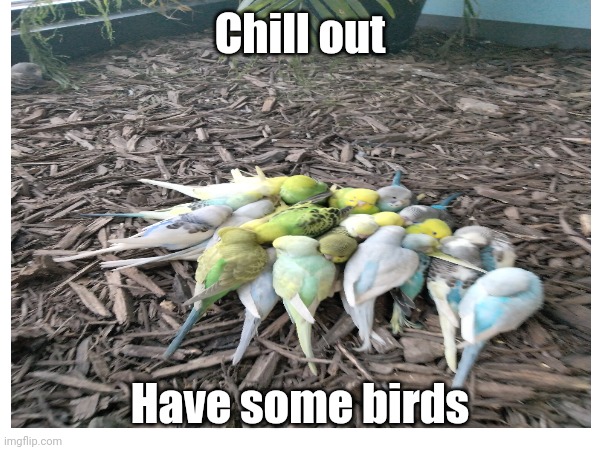 birds | Chill out; Have some birds | image tagged in birds,cute,calming | made w/ Imgflip meme maker