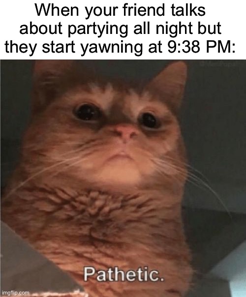 Imagine not staying up late | When your friend talks about partying all night but they start yawning at 9:38 PM: | image tagged in pathetic cat,memes,funny,true story,relatable memes,party | made w/ Imgflip meme maker
