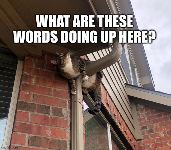 Wonder how those got there? | WHAT ARE THESE WORDS DOING UP HERE? | image tagged in cat looking up,words | made w/ Imgflip meme maker