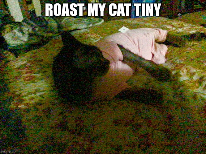 ROAST MY CAT TINY | image tagged in roast | made w/ Imgflip meme maker