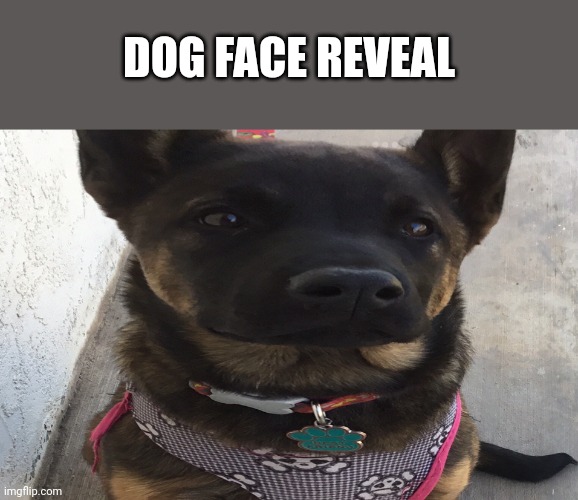 DOG FACE REVEAL | image tagged in face reveal | made w/ Imgflip meme maker