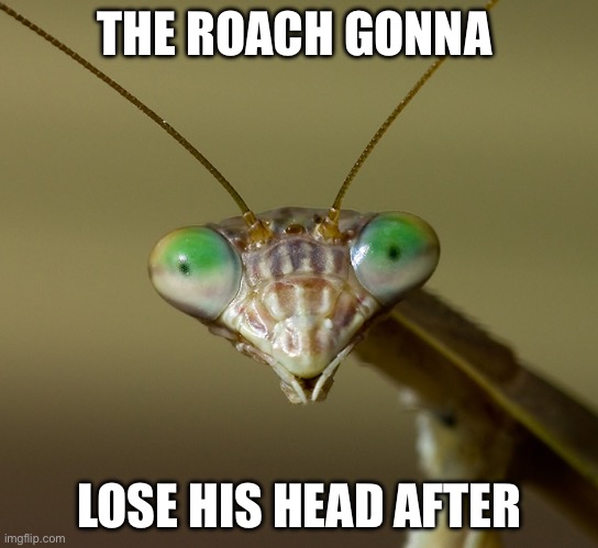 Praying Mantis Head | THE ROACH GONNA; LOSE HIS HEAD AFTER | image tagged in praying mantis head | made w/ Imgflip meme maker