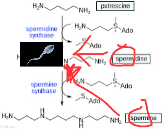 Funny fact: this is actually the molecular formula for sperm | made w/ Imgflip meme maker