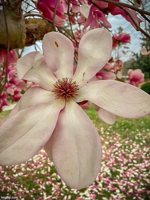 This is a photo of a Chinese Magnolia Flower I have growing in my back yard (Thanks to Iceu for editing) | image tagged in chinese magnolia,flower,magnolia,photos,photography | made w/ Imgflip meme maker