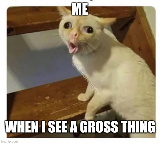 When I see a gross thing | ME; WHEN I SEE A GROSS THING | image tagged in coughing cat | made w/ Imgflip meme maker