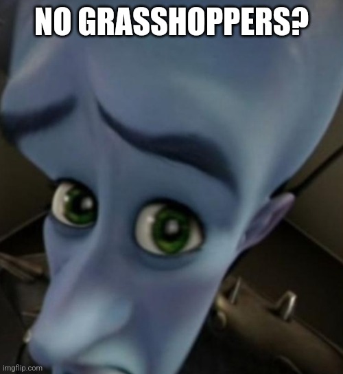 Megamind no bitches | NO GRASSHOPPERS? | image tagged in megamind no bitches | made w/ Imgflip meme maker