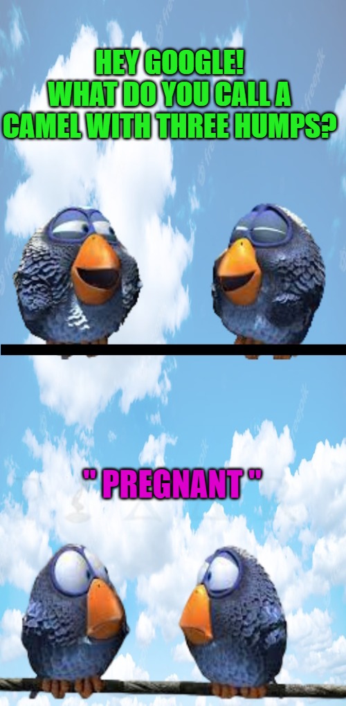 HEY GOOGLE!
WHAT DO YOU CALL A CAMEL WITH THREE HUMPS? " PREGNANT " | image tagged in hey google | made w/ Imgflip meme maker