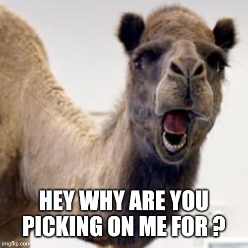 Camel | HEY WHY ARE YOU PICKING ON ME FOR ? | image tagged in camel | made w/ Imgflip meme maker