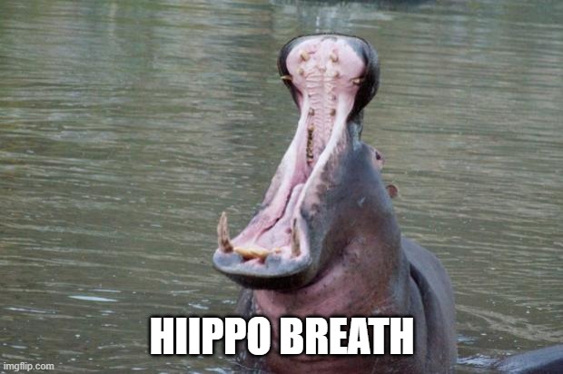 Hippo Mouth Open | HIIPPO BREATH | image tagged in hippo mouth open | made w/ Imgflip meme maker