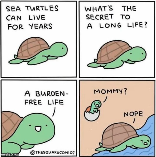 image tagged in turtles,life,burden | made w/ Imgflip meme maker