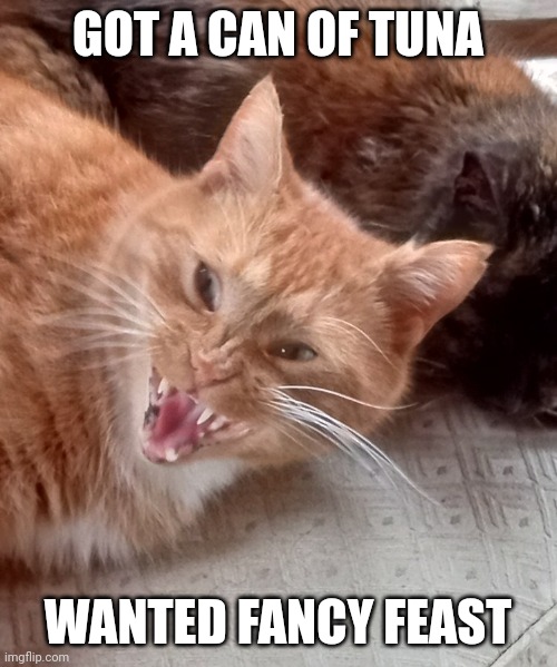 Rowdy kitty | GOT A CAN OF TUNA; WANTED FANCY FEAST | image tagged in grumpy cat,cats,cat,funny cats,funny cat memes,grumpy cat not amused | made w/ Imgflip meme maker