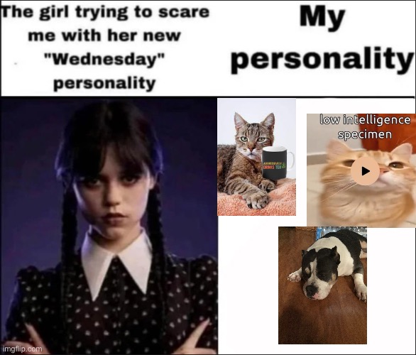 QUACK | image tagged in the girl trying to scare me with her new wednesday personality,cat cat dog,barney will eat all of your delectable biscuits | made w/ Imgflip meme maker