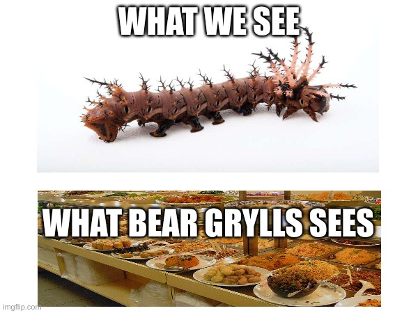 Bear Grylls Meme | WHAT WE SEE; WHAT BEAR GRYLLS SEES | image tagged in funny | made w/ Imgflip meme maker