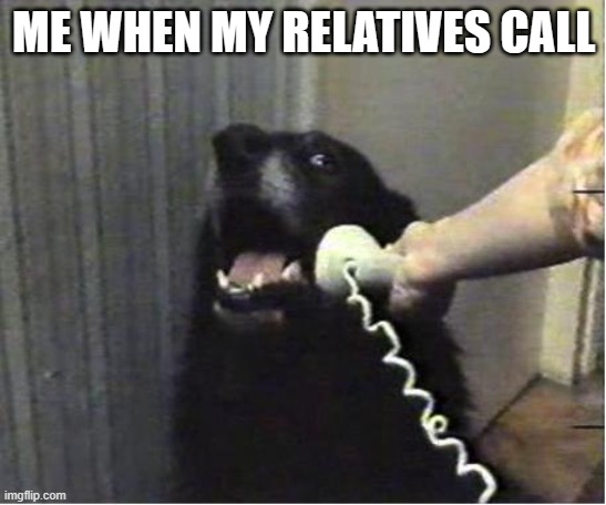 nooo i dont wanna | ME WHEN MY RELATIVES CALL | image tagged in yes this is dog | made w/ Imgflip meme maker