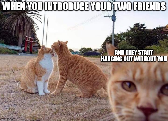 Cat Third Wheel | WHEN YOU INTRODUCE YOUR TWO FRIENDS; AND THEY START HANGING OUT WITHOUT YOU | image tagged in cat third wheel | made w/ Imgflip meme maker