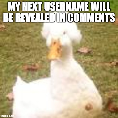 The royal duck | MY NEXT USERNAME WILL BE REVEALED IN COMMENTS | image tagged in the royal duck | made w/ Imgflip meme maker