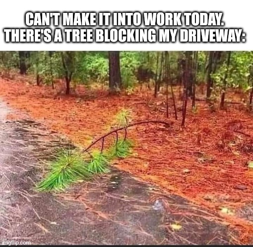 CAN'T MAKE IT INTO WORK TODAY. THERE'S A TREE BLOCKING MY DRIVEWAY: | made w/ Imgflip meme maker