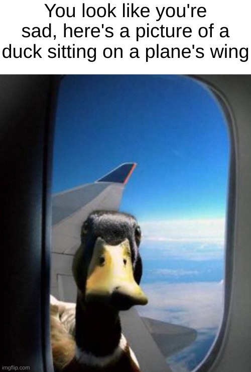 Wholesome, isn't it ? | You look like you're sad, here's a picture of a duck sitting on a plane's wing | image tagged in wholesome | made w/ Imgflip meme maker