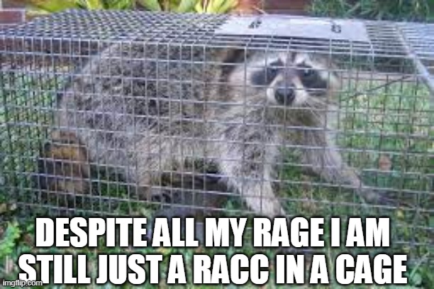 DESPITE ALL MY RAGE I AM STILL JUST A RACC IN A CAGE | image tagged in raccoon,smashingpumpkins | made w/ Imgflip meme maker