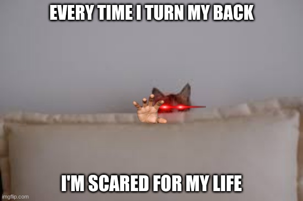 My cat is a maniac | EVERY TIME I TURN MY BACK; I'M SCARED FOR MY LIFE | image tagged in cats | made w/ Imgflip meme maker